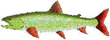 Trout